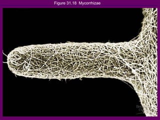 Figure 31.18  Mycorrhizae 