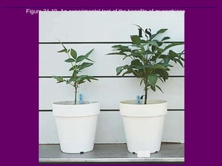 Figure 31.19  An experimental test of the benefits of mycorrhizae   