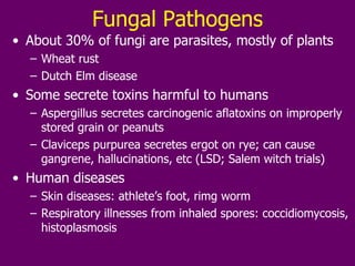 Fungal Pathogens About 30% of fungi are parasites, mostly of plants Wheat rust Dutch Elm disease Some secrete toxins harmful to humans Aspergillus secretes carcinogenic aflatoxins on improperly stored grain or peanuts Claviceps purpurea secretes ergot on rye; can cause gangrene, hallucinations, etc (LSD; Salem witch trials) Human diseases Skin diseases: athlete’s foot, rimg worm Respiratory illnesses from inhaled spores: coccidiomycosis, histoplasmosis 