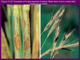 Figure 31.20  Examples of fungal diseases of plants: Black stem rust on wheat (left), ergots on rye (right) 