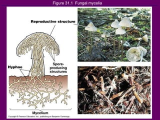 Figure 31.1  Fungal mycelia 