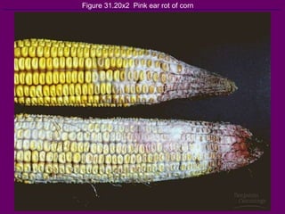 Figure 31.20x2  Pink ear rot of corn 