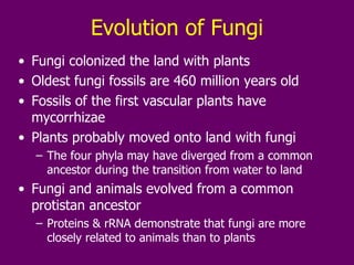 Evolution of Fungi Fungi colonized the land with plants Oldest fungi fossils are 460 million years old Fossils of the first vascular plants have mycorrhizae Plants probably moved onto land with fungi The four phyla may have diverged from a common ancestor during the transition from water to land Fungi and animals evolved from a common protistan ancestor Proteins & rRNA demonstrate that fungi are more closely related to animals than to plants 
