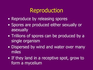 Reproduction Reproduce by releasing spores Spores are produced either sexually or asexually Trillions of spores can be produced by a single organism Dispersed by wind and water over many miles If they land in a receptive spot, grow to form a mycelium 