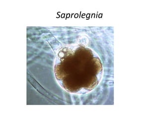 Saprolegnia 