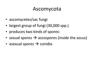 Ascomycota ascomycetes/sac fungi largest group of fungi (30,000 spp.) produces two kinds of spores: sexual spores    ascospores (inside the ascus) asexual spores    conidia 