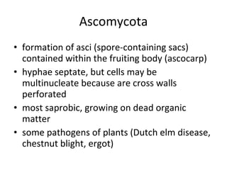 Ascomycota formation of asci (spore-containing sacs) contained within the fruiting body (ascocarp) hyphae septate, but cells may be multinucleate because are cross walls perforated most saprobic, growing on dead organic matter some pathogens of plants (Dutch elm disease, chestnut blight, ergot) 