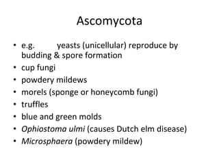 Ascomycota e.g.  yeasts (unicellular) reproduce by budding & spore formation cup fungi powdery mildews morels (sponge or honeycomb fungi) truffles blue and green molds Ophiostoma ulmi  (causes Dutch elm disease) Microsphaera  (powdery mildew) 