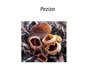 Peziza 