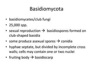 Basidiomycota basidiomycetes/club fungi 25,000 spp. sexual reproduction     basidiospores formed on club-shaped basidia some produce asexual spores    conidia hyphae septate, but divided by incomplete cross walls; cells may contain one or two nuclei fruiting body    basidiocarp 