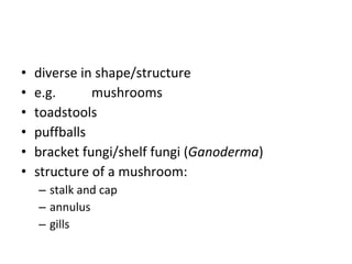 diverse in shape/structure e.g.  mushrooms toadstools puffballs bracket fungi/shelf fungi ( Ganoderma ) structure of a mushroom: stalk and cap annulus gills 