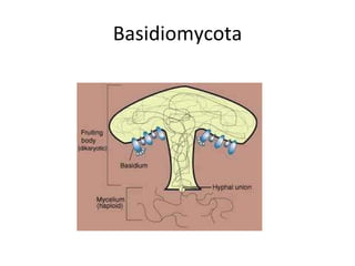Basidiomycota 