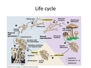 Life cycle 