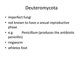 Deuteromycota imperfect fungi not known to have a sexual reproductive phase e.g. Penicillium  (produces the antibiotic penicillin) ringworm athletes foot 