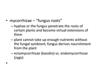 mycorrhizae – “fungus roots” hyphae or the fungus penetrate the roots of certain plants and become virtual extensions of them plant cannot take up enough nutrients without the fungal symbiont; fungus derives nourishment from the plant ectomycorrhizae (basidio) vs. endomycorrhizae (zygo)   