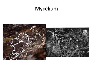 Mycelium 