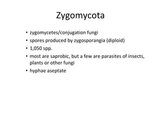 Zygomycota zygomycetes/conjugation fungi  spores produced by zygosporangia (diploid) 1,050 spp. most are saprobic, but a few are parasites of insects, plants or other fungi hyphae aseptate 
