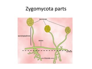 Zygomycota parts 
