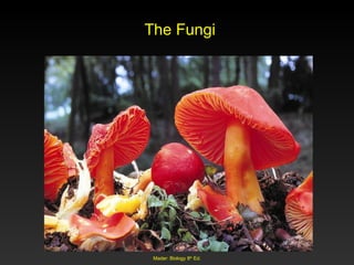 Fungi