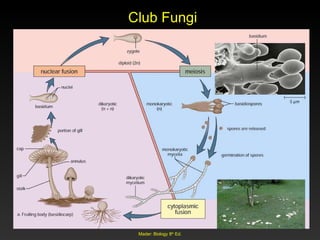 Fungi Fungi