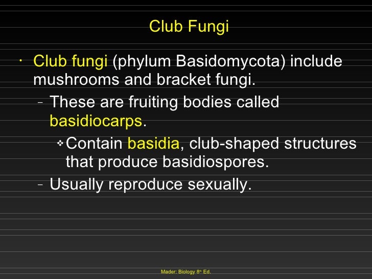 Fungi Fungi