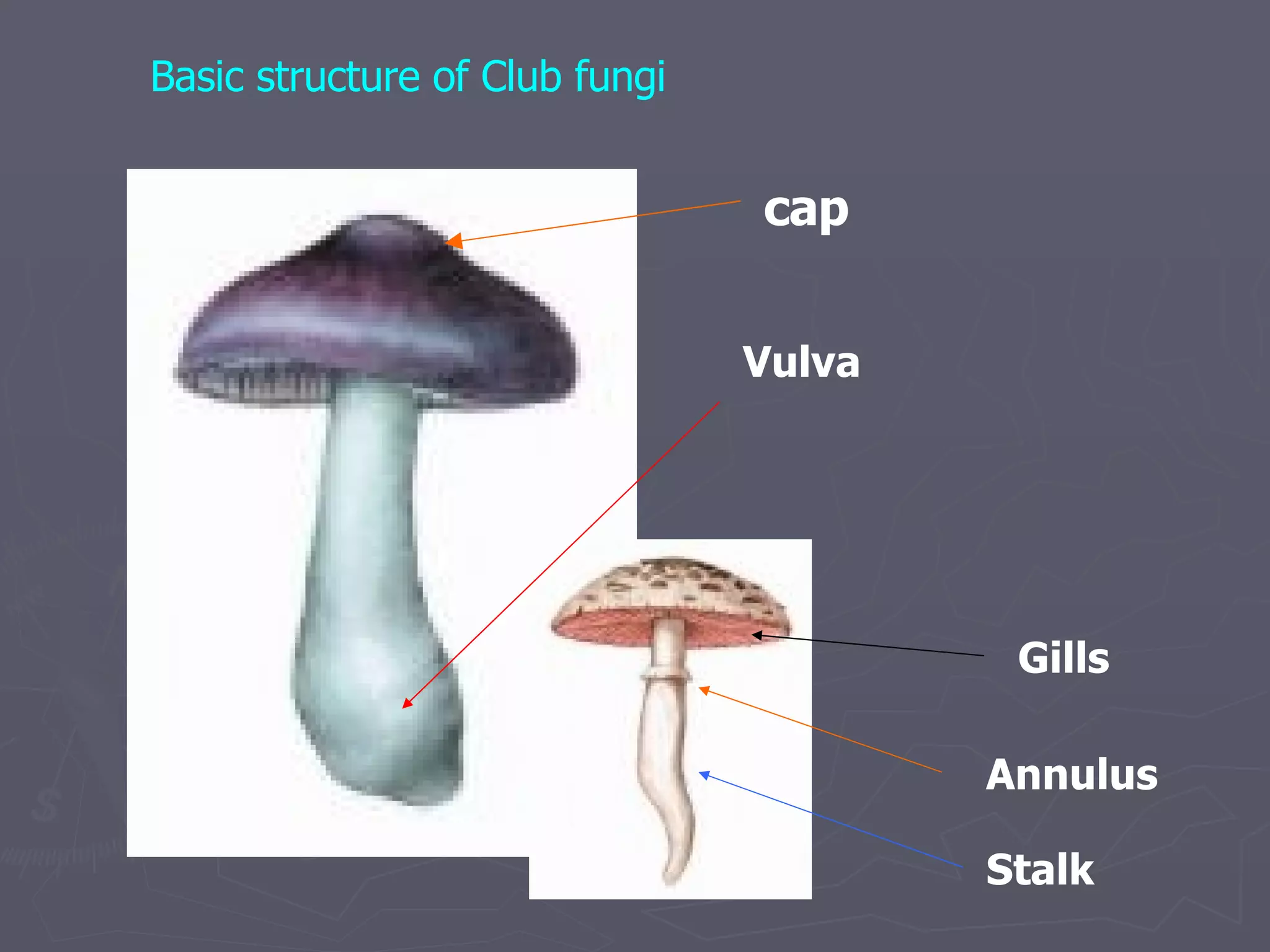 Basic structure of Club fungi cap Annulus Gills Stalk Vulva 