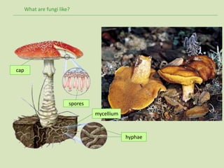 What are fungi like?
spores
cap
mycellium
hyphae
 