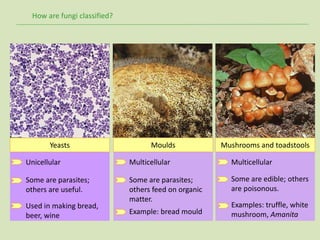 How are fungi classified?
Unicellular
Some are parasites;
others are useful.
Used in making bread,
beer, wine
Yeasts
Multicellular
Some are parasites;
others feed on organic
matter.
Example: bread mould
Moulds
Multicellular
Some are edible; others
are poisonous.
Examples: truffle, white
mushroom, Amanita
Mushrooms and toadstools