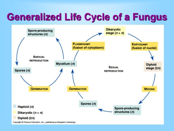 PPT Division PowerPoint Presentation, free
