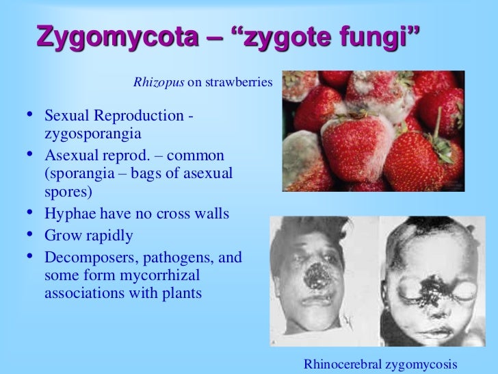 Fungi