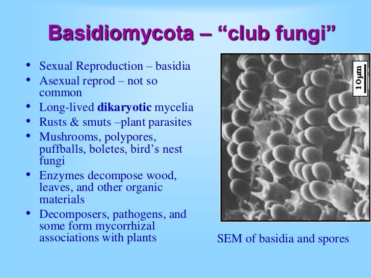 Fungi Fungi