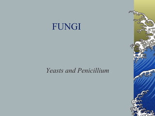FUNGI Yeasts and Penicillium 