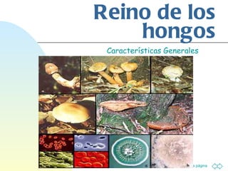 Reino de los hongos Características Generales 
