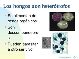 Los hongos son heterótrofos Se alimentan de restos orgánicos. Son descomponedores. Pueden parasitar a otro ser vivo. 