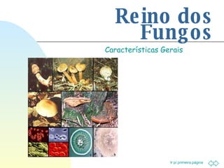 Reino dos Fungos Características Gerais 