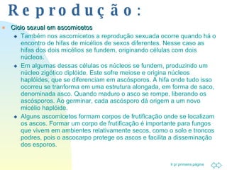Reprodução : Ciclo sexual em ascomicetos Também nos ascomicetos a reprodução sexuada ocorre quando há o encontro de hifas de micélios de sexos diferentes. Nesse caso as hifas dos dois micélios se fundem, originando células com dois núcleos. Em algumas dessas células os núcleos se fundem, produzindo um núcleo zigótico diplóide. Este sofre meiose e origina núcleos haplóides, que se diferenciam em ascósporos. A hifa onde tudo isso ocorreu se tranforma em uma estrutura alongada, em forma de saco, denominada asco. Quando maduro o asco se rompe, liberando os ascósporos. Ao germinar, cada ascósporo dá origem a um novo micélio haplóide. Alguns ascomicetos formam corpos de frutificação onde se localizam os ascos. Formar um corpo de frutificação é importante para fungos que vivem em ambientes relativamente secos, como o solo e troncos podres, pois o ascocarpo protege os ascos e facilita a disseminação dos esporos. 