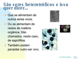 São seres heterotróficos e isso quer dizer... Que se alimentam de outros seres vivos. Ou se alimentam de restos de matéria orgânica. São chamados, neste caso, de saprófitos. Também podem parasitar outro ser vivo. 