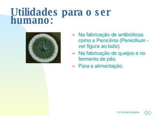 Utilidades para o ser humano: Na fabricação de antibióticos como a Penicilina (Penicillium - ver figura ao lado). Na fabricação de queijos e no fermento de pão. Para a alimentação. 