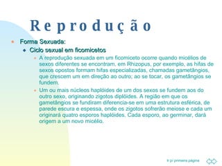 Reprodução Forma Sexuada: Ciclo sexual em ficomicetos A reprodução sexuada em um ficomiceto ocorre quando micélios de sexos diferentes se encontram. em Rhizopus, por exemplo, as hifas de sexos opostos formam hifas especializadas, chamadas gametângios, que crescem um em direção ao outro; ao se tocar, os gametângios se fundem. Um ou mais núcleos haplóides de um dos sexos se fundem aos do outro sexo, originando zigotos diplóides. A região em que os gametângios se fundiram diferencia-se em uma estrutura esférica, de parede escura e espessa, onde os zigotos sofrerão meiose e cada um originará quatro esporos haplóides. Cada esporo, ao germinar, dará origem a um novo micélio. 
