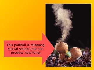 This puffball is releasing
 sexual spores that can
   produce new fungi.
 