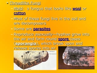 Threadlike Fungi
 – Mold: a fungus that looks like wool or
   cotton
 – Most of these fungi live in the soil and
   are decomposers
 – Some are parasites
 – Reproduce asexually—hyphae grow into
   the air and form round spore cases
   (sporangia), which break open and
   release spores into air
 