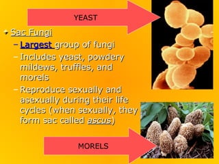 YEAST

Sac Fungi
– Largest group of fungi
– Includes yeast, powdery
  mildews, truffles, and
  morels
– Reproduce sexually and
  asexually during their life
  cycles (when sexually, they
  form sac called ascus)


               MORELS
 