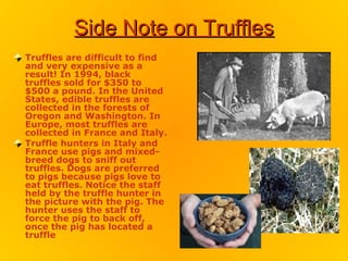 Side Note on Truffles
Truffles are difficult to find
and very expensive as a
result! In 1994, black
truffles sold for $350 to
$500 a pound. In the United
States, edible truffles are
collected in the forests of
Oregon and Washington. In
Europe, most truffles are
collected in France and Italy.
Truffle hunters in Italy and
France use pigs and mixed-
breed dogs to sniff out
truffles. Dogs are preferred
to pigs because pigs love to
eat truffles. Notice the staff
held by the truffle hunter in
the picture with the pig. The
hunter uses the staff to
force the pig to back off,
once the pig has located a
truffle
 