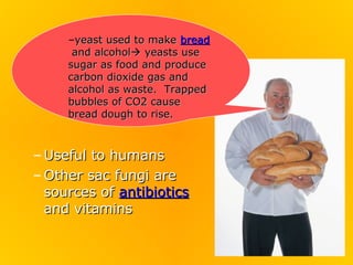 –yeast used to make bread
      and alcohol yeasts use
     sugar as food and produce
     carbon dioxide gas and
     alcohol as waste. Trapped
     bubbles of CO2 cause
     bread dough to rise.



– Useful to humans
– Other sac fungi are
  sources of antibiotics
  and vitamins
 