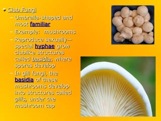 Club Fungi
 – Umbrella-shaped and
   most familiar
 – Example: mushrooms
 – Reproduce sexually—
   special hyphae grow
   clublike structures
   called basidia, where
   spores develop
 – In gill fungi, the
   basidia of these
   mushrooms develop
   into structures called
   gills, under the
   mushroom cap
 