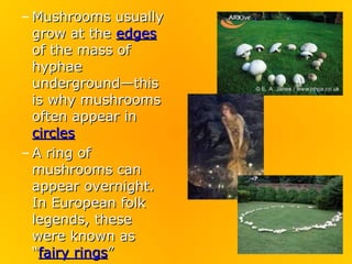 – Mushrooms usually
  grow at the edges
  of the mass of
  hyphae
  underground—this
  is why mushrooms
  often appear in
  circles
– A ring of
  mushrooms can
  appear overnight.
  In European folk
  legends, these
  were known as
  “fairy rings”
 