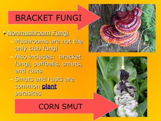 BRACKET FUNGI
Nonmushroom Fungi
– Mushrooms are not the
  only club fungi
– Also includes: bracket
  fungi, puffballs, smuts,
  and rusts
– Smuts and rusts are
  common plant
  parasites

          CORN SMUT
 