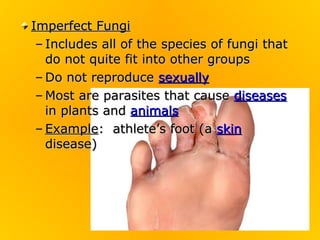 Imperfect Fungi
 – Includes all of the species of fungi that
   do not quite fit into other groups
 – Do not reproduce sexually
 – Most are parasites that cause diseases
   in plants and animals
 – Example: athlete’s foot (a skin
   disease)
 