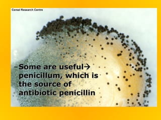 – Some are useful
  penicillum, which is
  the source of
  antibiotic penicillin
 