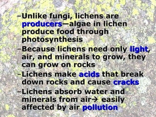 –Unlike fungi, lichens are
 producers—algae in lichen
 produce food through
 photosynthesis
–Because lichens need only light,
 air, and minerals to grow, they
 can grow on rocks
–Lichens make acids that break
 down rocks and cause cracks
–Lichens absorb water and
 minerals from air easily
 affected by air pollution
 